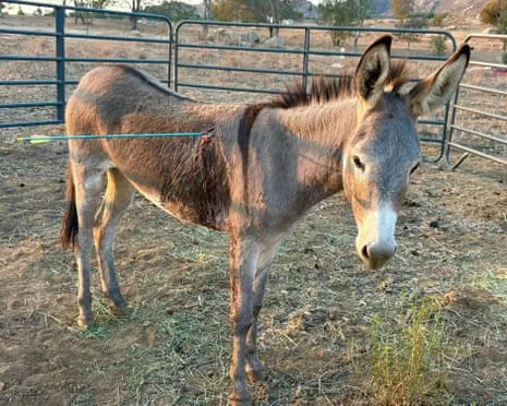 Wild Ass On the Mend Following Latest Bow Assault on Free-Roaming Asses in the Golden State