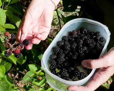 Seeking: Tasty Pastries to Make Use Of a Glut of Handmade Jam
