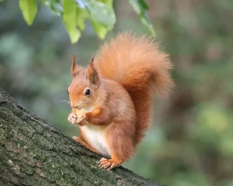 Native Red Squirrels Flourishing on Isle of Wight with Opportunity to Grow Significantly, Study Reveals