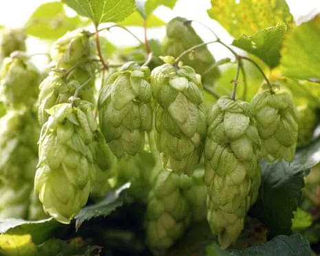 Create A Custom Brewing Corner: Growing Hops Proves to Be Straightforward and Rewarding