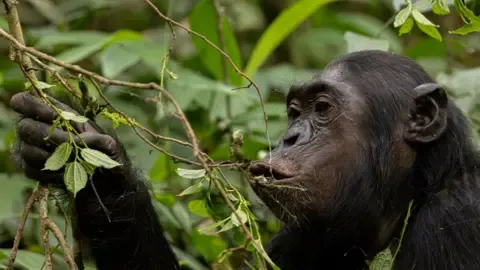 Apes Ingesting a Daily Dose of One Lager Per Day from Fermented Fruit, Study Finds