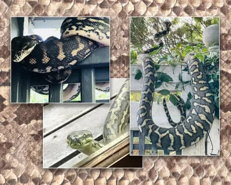 Accepting my Snakes in the Overhead Space: A Journey from Dread to Respect