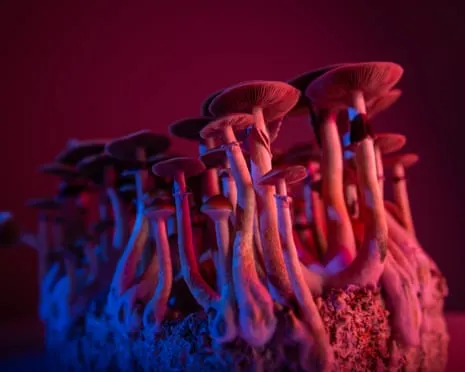 About Psychedelics by Justin Smith-Ruiu: A Reflective Exploration into Consciousness Expanders