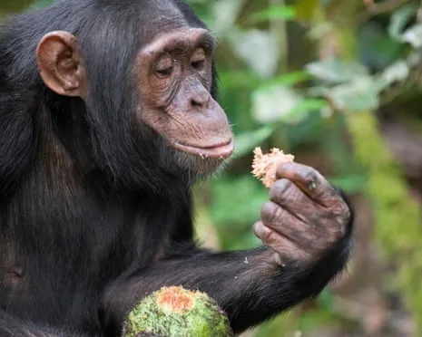 Chimpanzees Ingest Everyday Ethanol Equivalent to a Beer from Ripe Figs