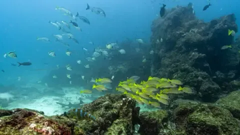 Landmark Marine Treaty Hits Key Milestone to Enter into Force