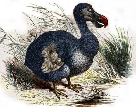 Researchers Claim They Have Achieved a ‘Pivotal Step’ in Bringing Back the Dodo for the Initial Instance in Multiple Generations